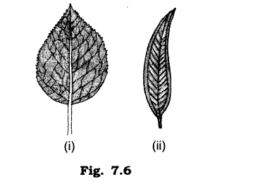NCERT Solutions for Class 6 Science Chapter 7 Getting to Know Plants VSAQ Q13