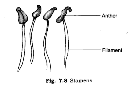 NCERT Solutions for Class 6 Science Chapter 7 Getting to Know Plants VSAQ Q29