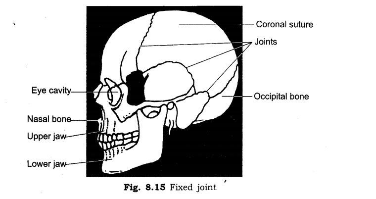 NCERT Solutions for Class 6 Science Chapter 8 Body Movements LAQ Q1