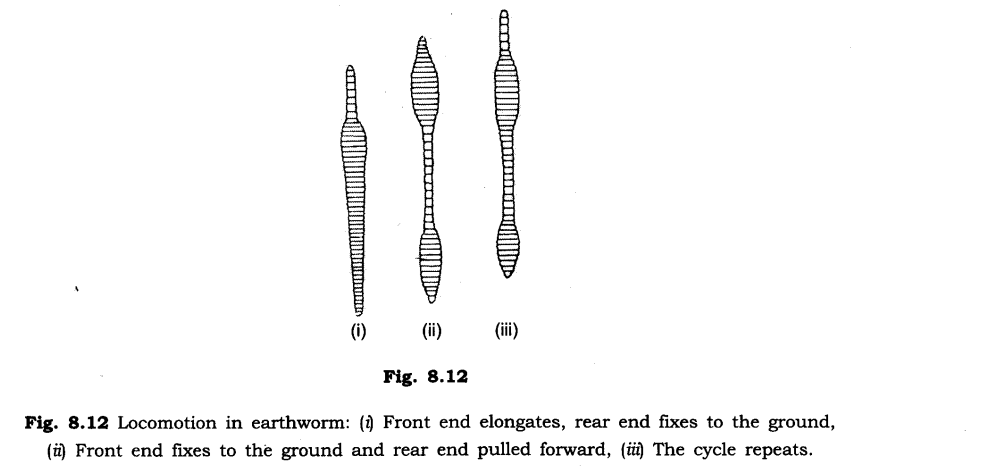 NCERT Solutions for Class 6 Science Chapter 8 Body Movements SAQ Q6