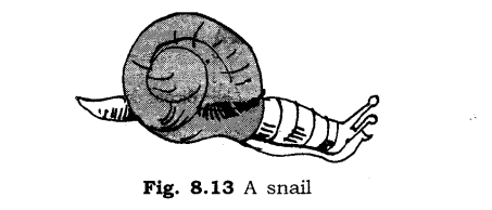 NCERT Solutions for Class 6 Science Chapter 8 Body Movements SAQ Q7