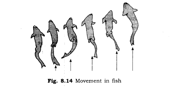 NCERT Solutions for Class 6 Science Chapter 8 Body Movements SAQ Q8