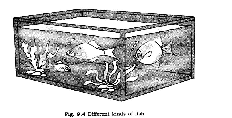 NCERT-Solutions-for-Class-6-Science-Chapter-9-The-Living-Organisms-and-Their-Surroundings-SAQ-Q3