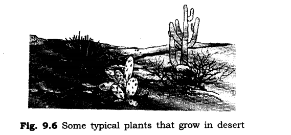 NCERT Solutions for Class 6 Science Chapter 9 The Living Organisms and Their Surroundings SAQ Q8