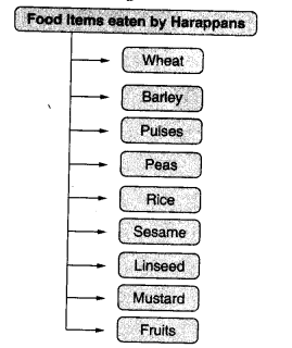 NCERT Solutions for Class 6 Social Science History Chapter 4 In the Earliest Cities Q5