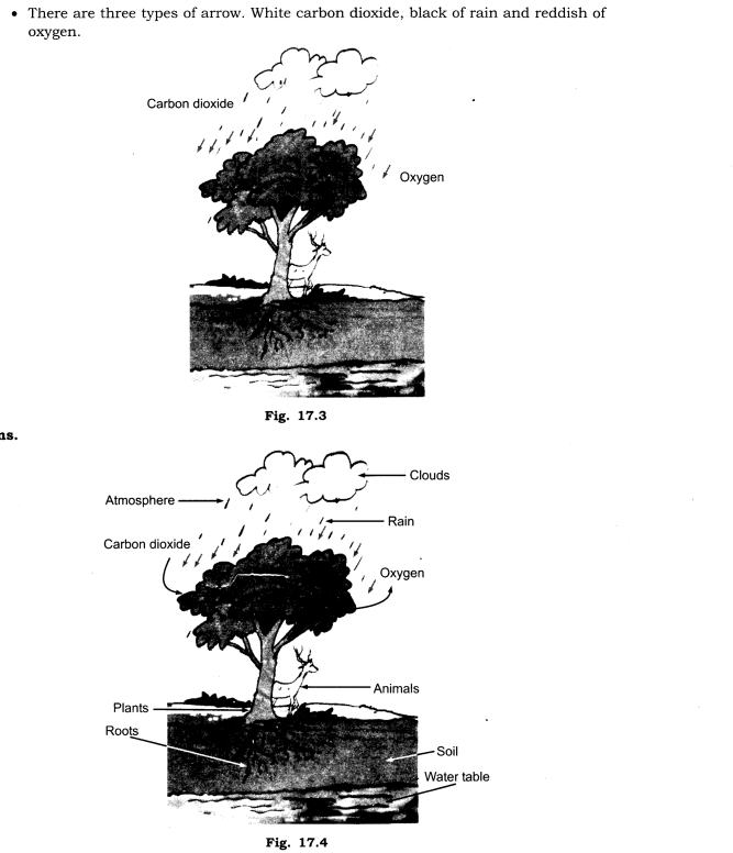 NCERT-Solutions-for-Class-7-Science-Chapter-17-Forests-Our-Lifeline-Q10