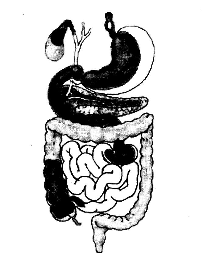 NCERT Solutions for Class 7 Science Chapter 2 Nutrition in Animals Q12