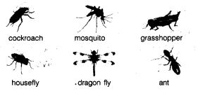 NCERT-Solutions-for-Class-7th-English-Chapter-7-The-Invention-of-Vita-Wonk-Q1
