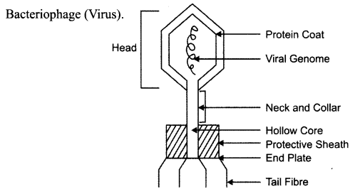 NCERT Solutions for Class 8 Science Chapter 2 Microorganisms Friend and Foe 3 Marks Q2