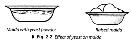 NCERT-Solutions-for-Class-8-Science-Chapter-2-Microorganisms-Friend-and-Foe-Activity-3