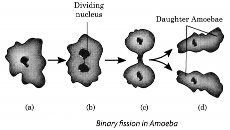 NCERT-Solutions-for-Class-8-Science-Chapter-9-Reproduction-in-Animals-Q6