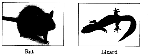 NCERT Solutions for class 3 EVS Chhotu's House Q10
