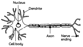 Nervous-System-in-Animals-1
