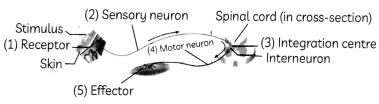 Nervous System in Animals 2
