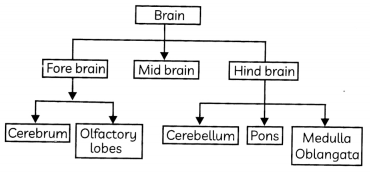 Nervous System in Animals 4