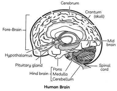 Nervous System in Animals 5