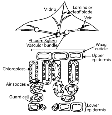 Nutrition-1