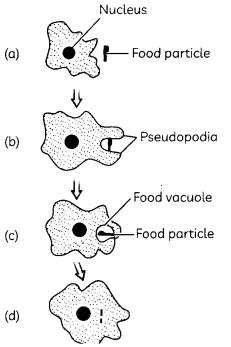Nutrition 4