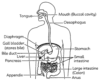 Nutrition 5