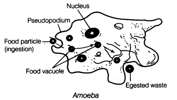 Nutrition in Animals Class 7 Extra Questions Science Chapter 2 lo Q 2