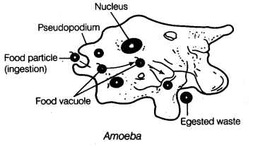 Nutrition in Animals Class 7 Extra Questions Science Chapter 2 sh Q 16