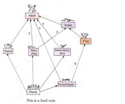 Our-Environment-Lakhmir-Singh-class-10-Biology-Solutions-44-a