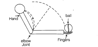 Physical Education Class 12 Important Questions Chapter 10 Kinesiology Biomechanics and Sports 5