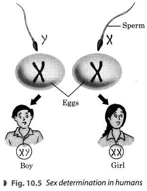 Reaching the Age of Adolescence Class 8 Extra Questions Science Chapter 10 2