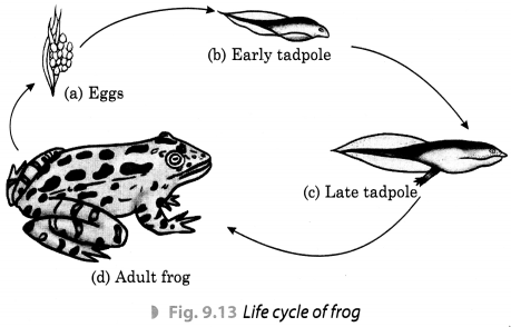 Reproduction-in-Animals-Class-8-Extra-Questions-Science-Chapter-9-1