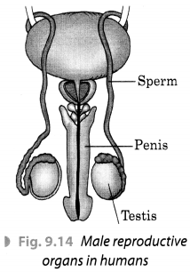 Reproduction in Animals Class 8 Extra Questions Science Chapter 9 2