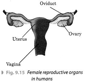 Reproduction in Animals Class 8 Extra Questions Science Chapter 9 3