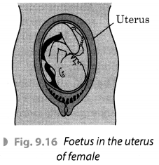 Reproduction in Animals Class 8 Extra Questions Science Chapter 9 4