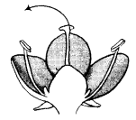 Reproduction-in-Plants-Class-7-Extra-Questions-Science-Chapter-12-1