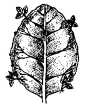Reproduction in Plants Class 7 Extra Questions Science Chapter 12 10