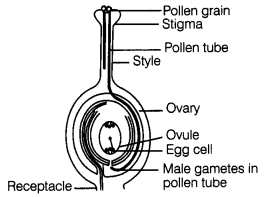 Reproduction in Plants Class 7 Extra Questions Science Chapter 12 14