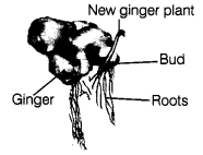 Reproduction in Plants Class 7 Extra Questions Science Chapter 12 16