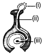 Reproduction in Plants Class 7 Extra Questions Science Chapter 12 2