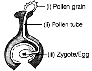 Reproduction in Plants Class 7 Extra Questions Science Chapter 12 3