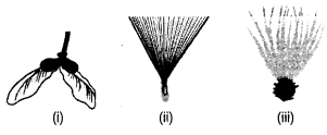 Reproduction in Plants Class 7 Extra Questions Science Chapter 12 4