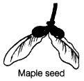 Reproduction in Plants Class 7 Extra Questions Science Chapter 12 5
