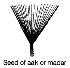 Reproduction in Plants Class 7 Extra Questions Science Chapter 12 6
