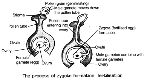 Reproduction in Plants Class 7 Extra Questions Science Chapter 12 8