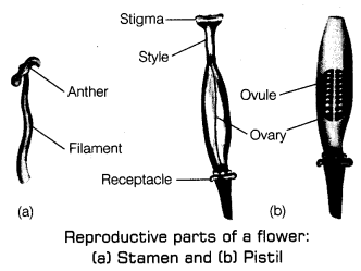 Reproduction in Plants Class 7 Extra Questions Science Chapter 12 9