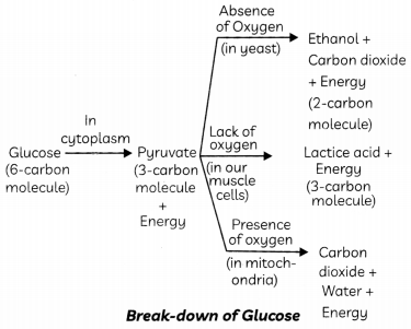 Respiration-1