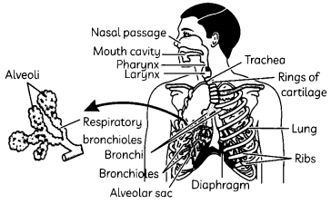 Respiration 3