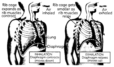 Respiration 4
