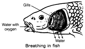 Respiration in Organisms Class 7 Extra Questions Science Chapter 10 4