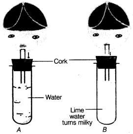 Respiration in Organisms Class 7 Extra Questions Science Chapter 10 7