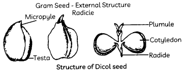 Sexual-Reproduction-1