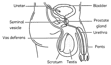 Sexual Reproduction 2